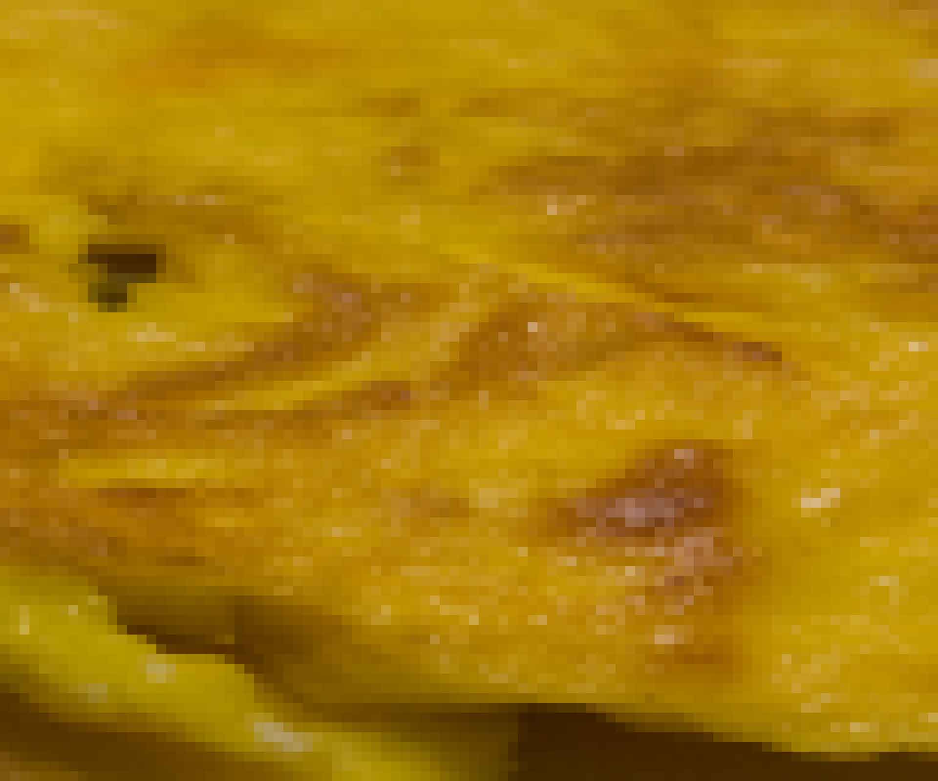 FOODENDI BACKGRND PIXELATE OMELETTE