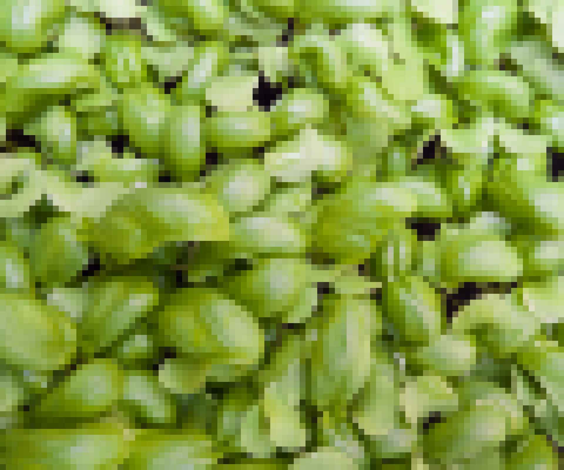 FOODENDI BACKGRND PIXELATE BASIL